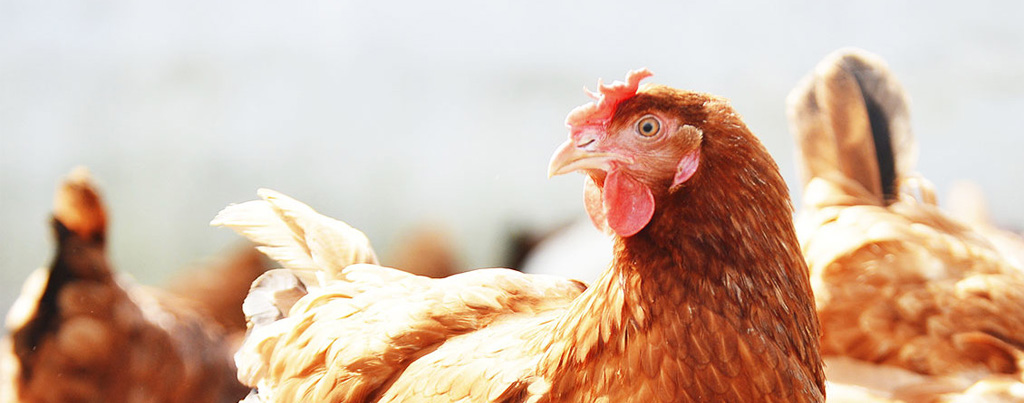 Poultry Farms