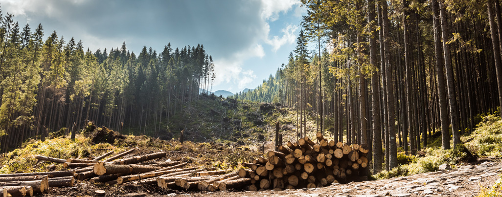 Timber Industry